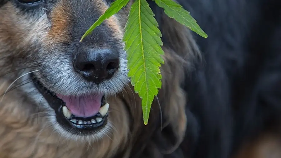 CBD Veterinario: Cannabis per Cani, Gatti e altri animali