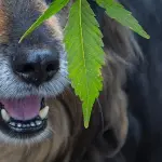 CBD Veterinario: Cannabis per Cani, Gatti e altri animali