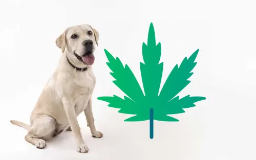 Olio cbd per cani: quali sono i benefici?