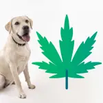 Olio cbd per cani: quali sono i benefici?