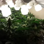 Lampade CFL per coltivazione: caratteristiche e usi