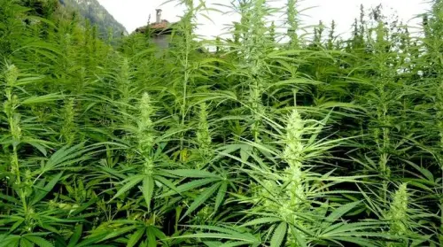 Kompolti, varietà di Canapa Certificata