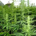 Kompolti, varietà di Canapa Certificata