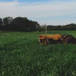 Quando, perché e quanto tagliare il prato