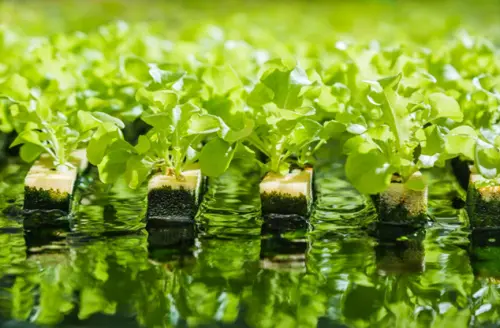 Giardinaggio e Offerte: come trovare codici sconto per il mondo Green