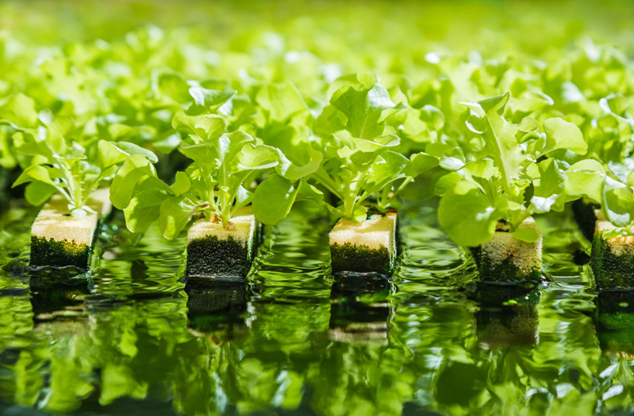 Giardinaggio e Offerte: come trovare codici sconto per il mondo Green