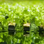 Giardinaggio e Offerte: come trovare codici sconto per il mondo Green