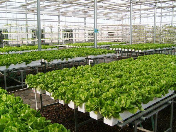 Sistema NFT: un impianto idroponico completo