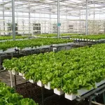 Sistema NFT: un impianto idroponico completo