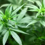 Canapa Indica: tutto ciò che c’è da sapere