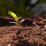 Germinazione cannabis: i metodi che funzionano di più