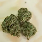 Cannabis Light: Quali sono i Benefici?