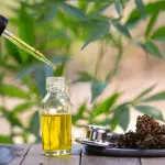 Olio CBD: Cos'è ed i suoi innumerevoli benefici