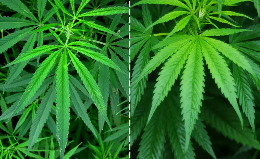 Canapa Indica e Sativa: Quali sono le differenze?