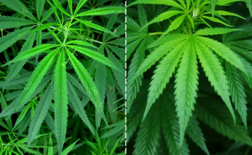Canapa Indica e Sativa: Quali sono le differenze?