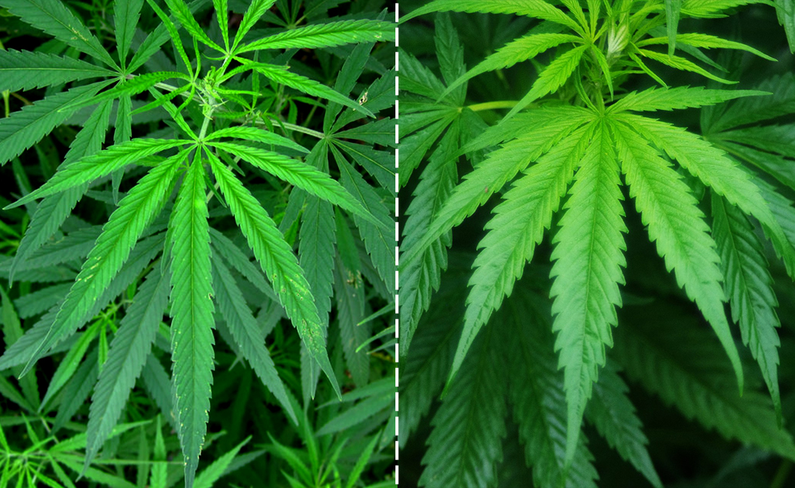 Canapa Indica e Sativa: Quali sono le differenze?