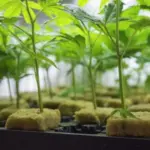 Come Clonare le Piante di Canapa con la tecnica delle Talee