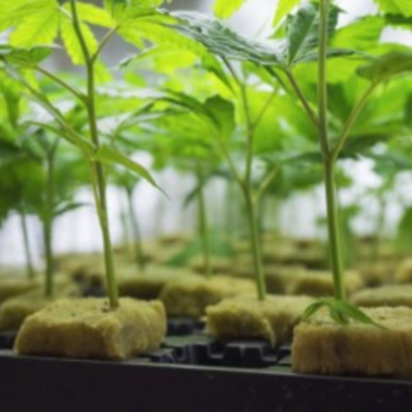 Come Clonare le Piante di Canapa con la tecnica delle Talee