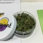 Easyjoint: i precursori italiani della Cannabis legalizzata