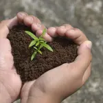 Terriccio per Cannabis: Scegli il Mix Perfetto