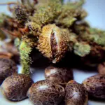 Semi di Cannabis Femminizzati: caratteristiche e opportunità