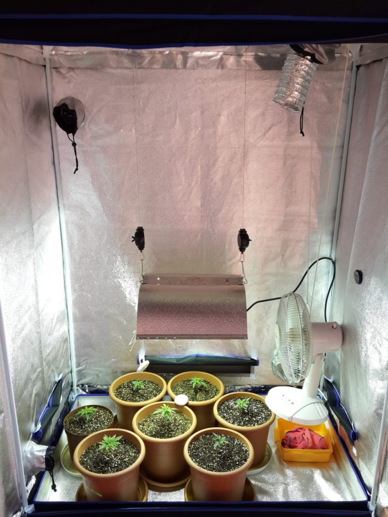 cabina grow box con aspirazione