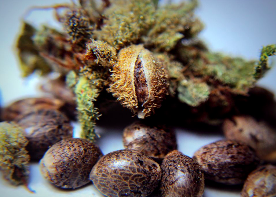 semi di cannabis femminizzati