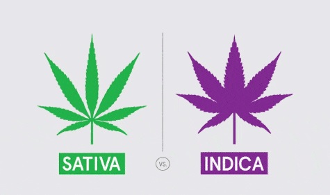 differenze canapa sativa e canapa indica