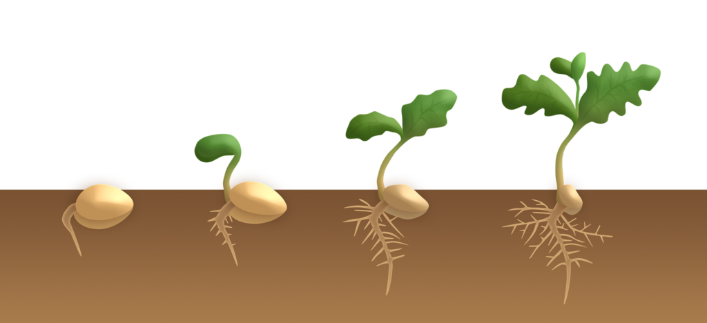 germinazione a terra