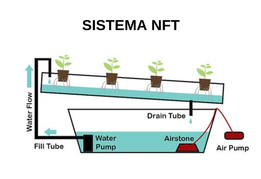 sistema nft