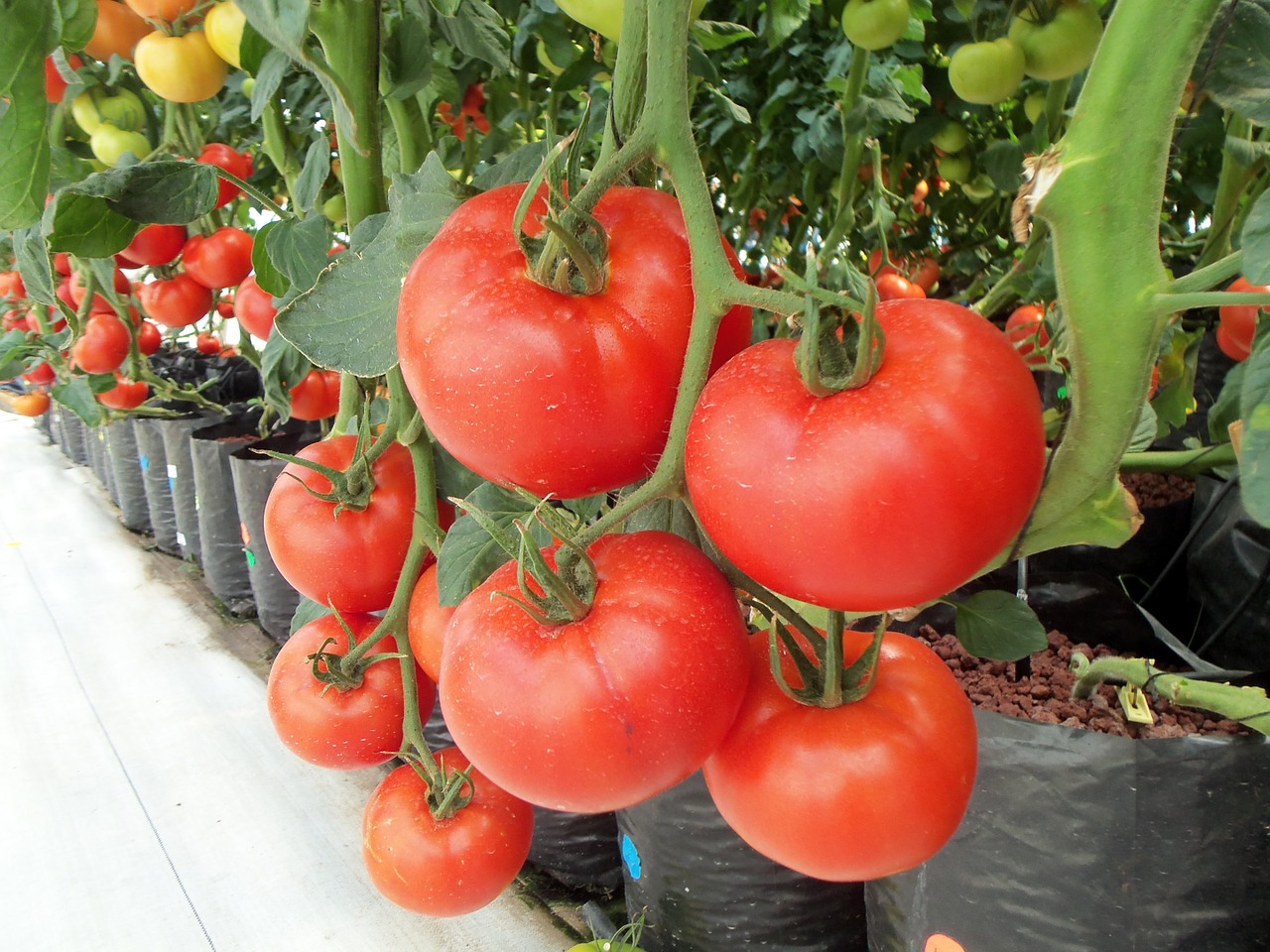 coltivazione pomodori