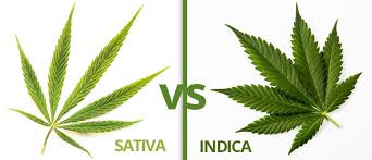 differenza tra indica e sativa