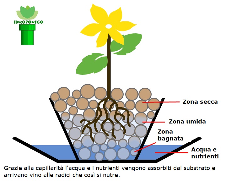 idrocoltura facile