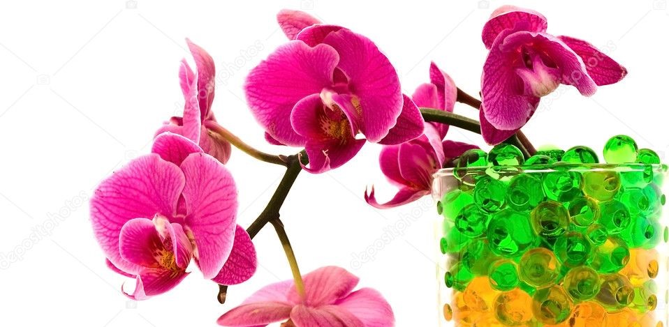 Piccola guida per coltivare orchidee in gel - Idroponico