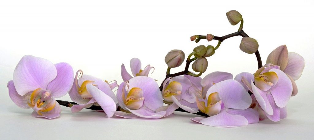 orchidea viola